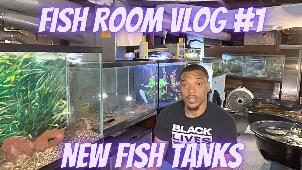 Fish Room Vlog #1 | New Tanks