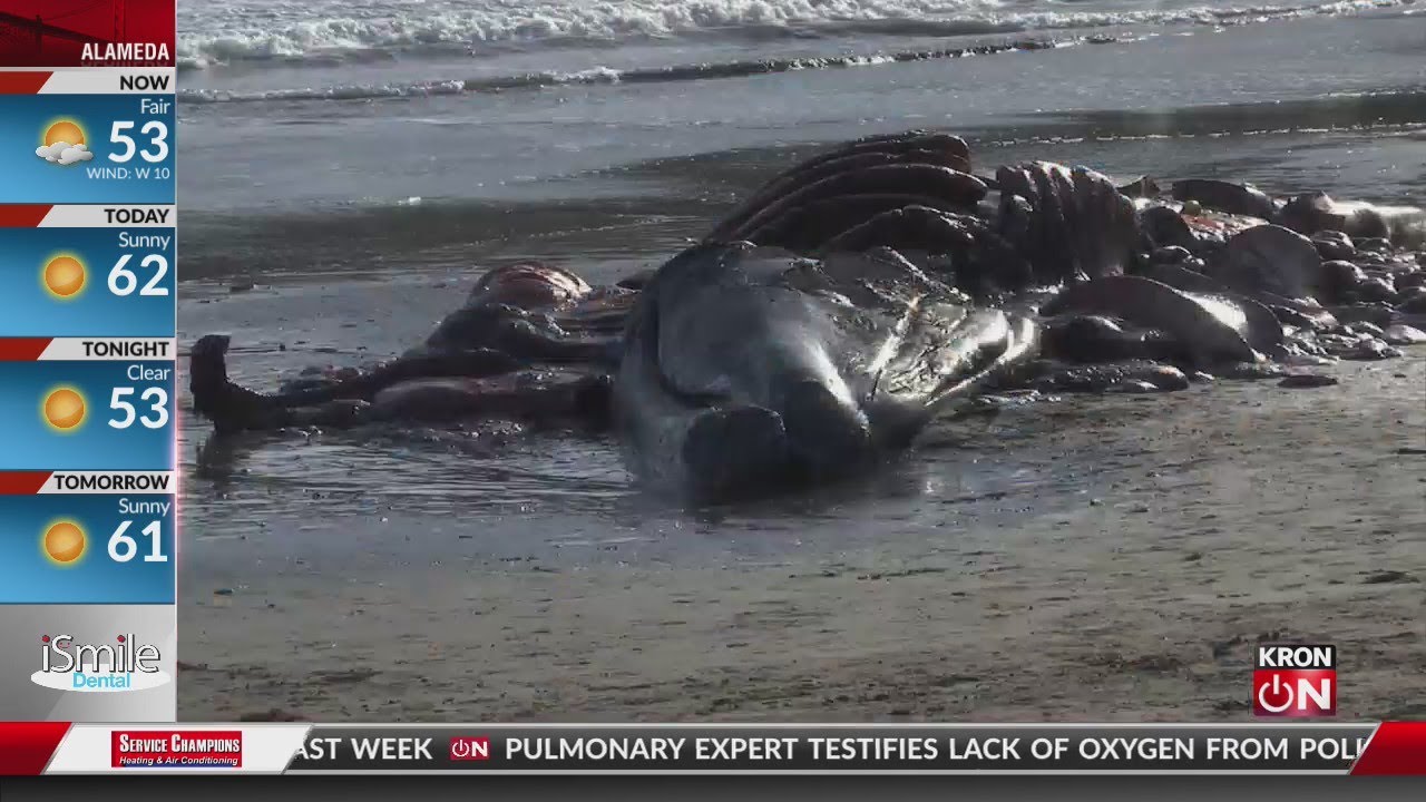 Four dead whales found in Bay Area in the last week