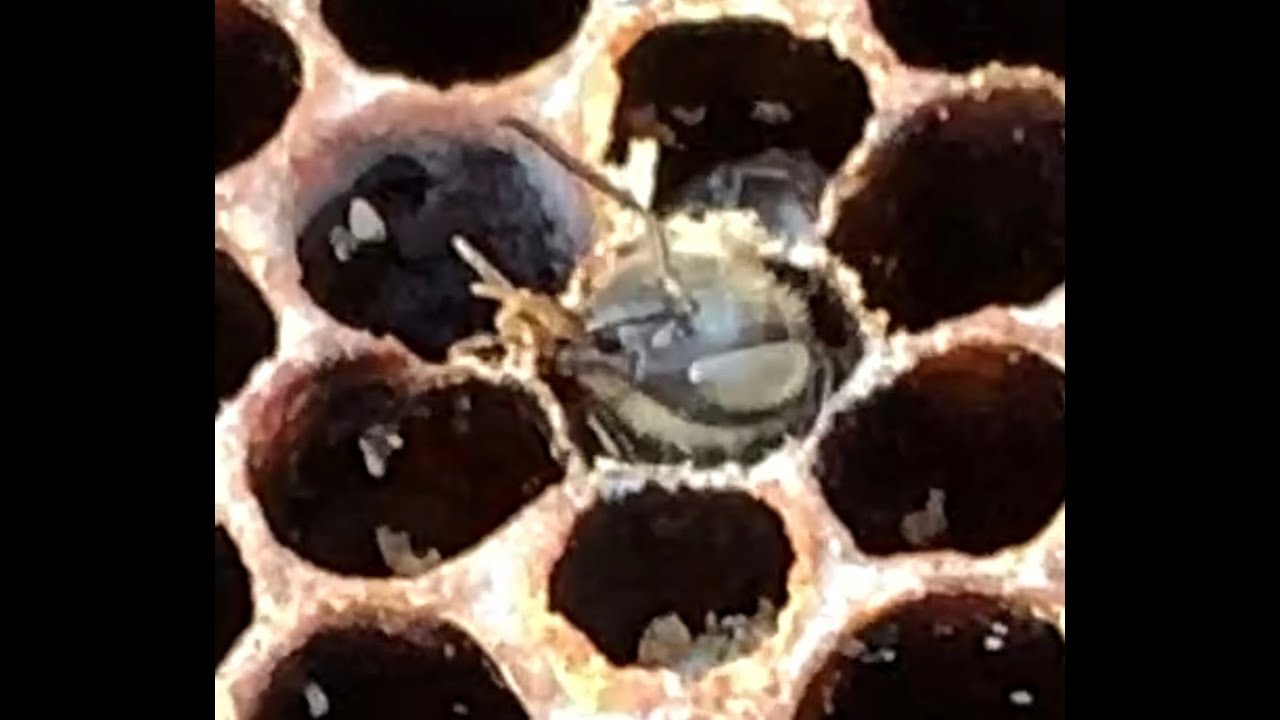 22:12:2025 BEES Two more colonies lost in the woods apiary