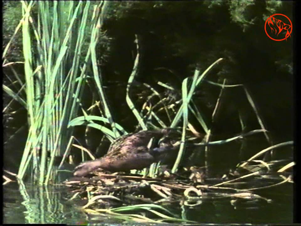 La Albufera en el año 91 - 1
