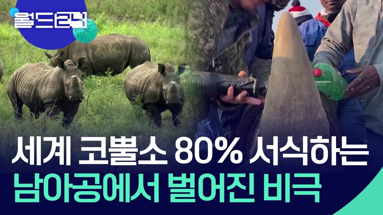 [글로벌K] 남아프리카 공화국, 코뿔소 밀렵 크게 증가 [맵 브리핑] / KBS  2024.02.28.