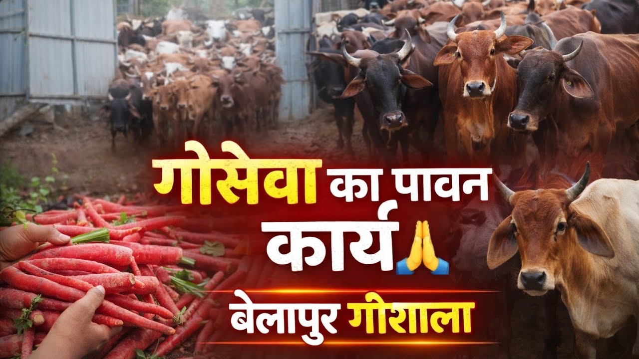 BELAPUR GAUSHALA 15 Jan 2026