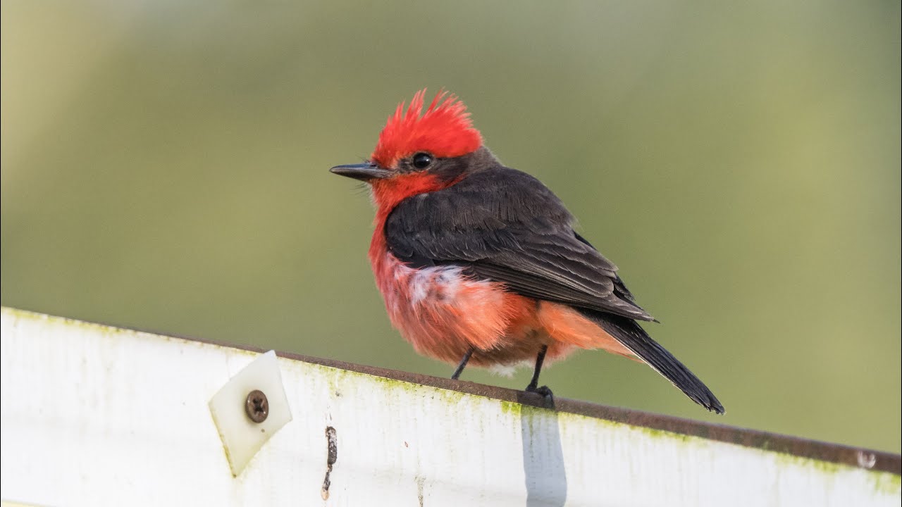 Birding Colombia 2022 5/8