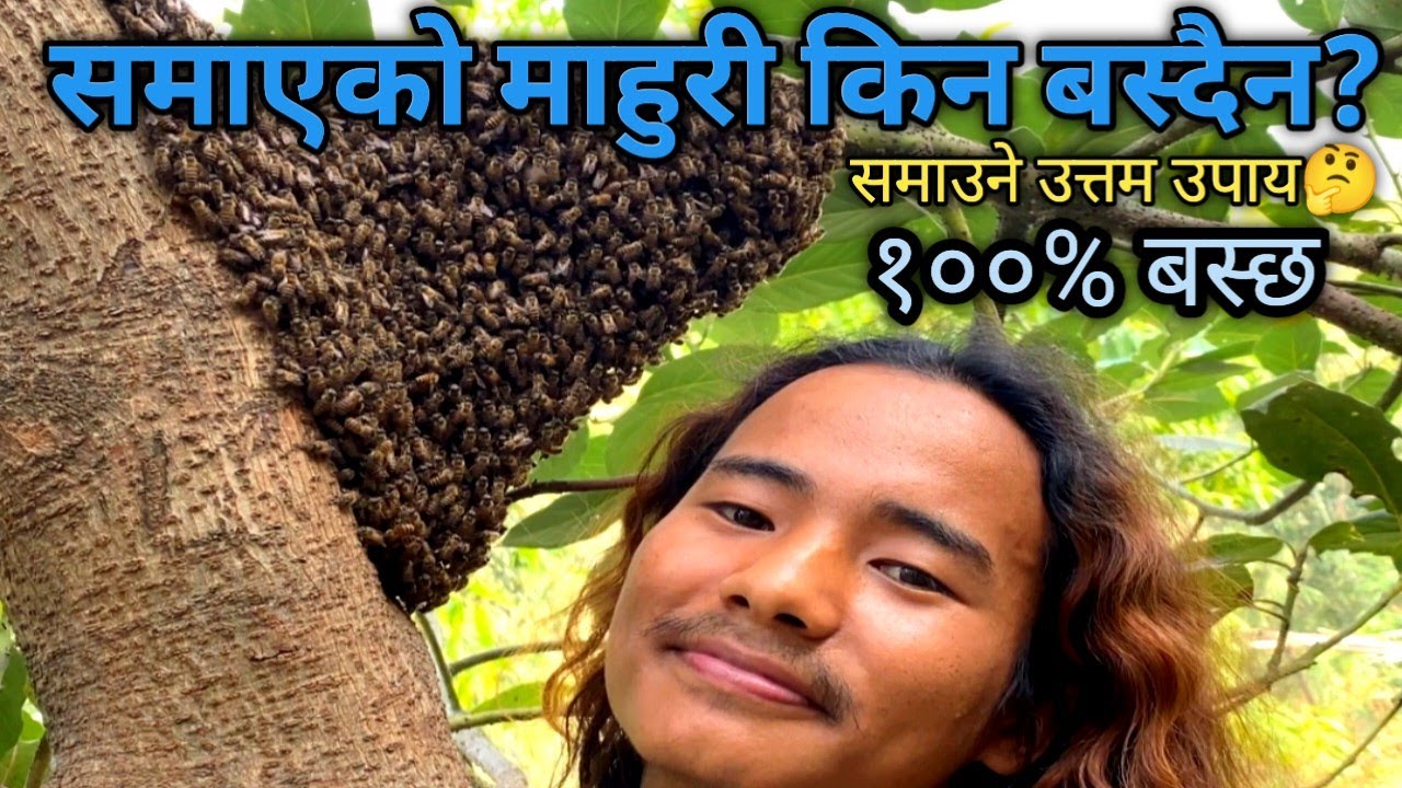 हुल छुटेको माहुरीलाई घारमा समाइ राख्दा किन बस्दैन?