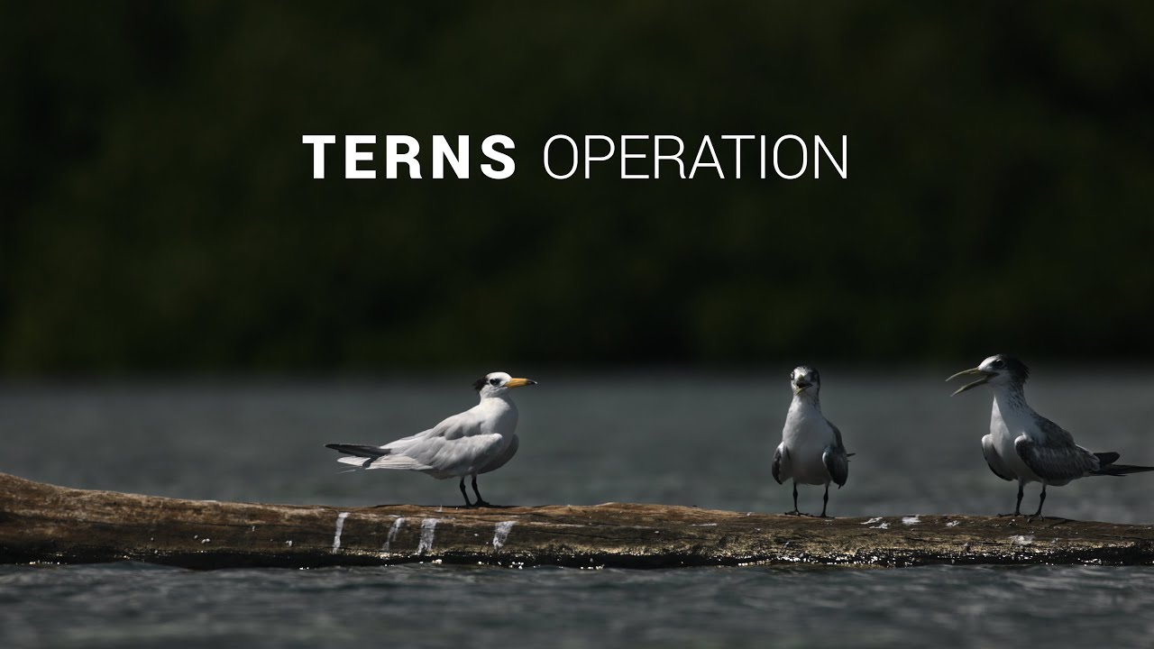 【中華鳳頭燕鷗衛星追蹤計劃 Terns Operation】