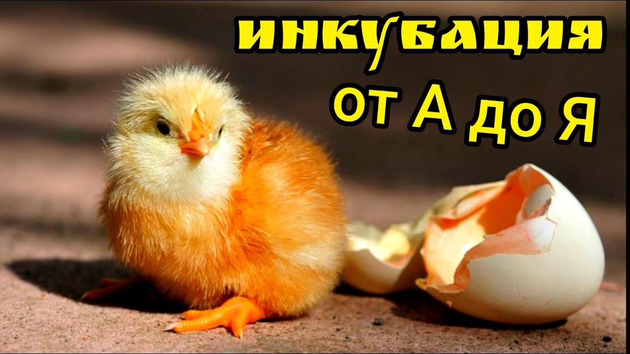 Инкубация куриных яиц от А до Я