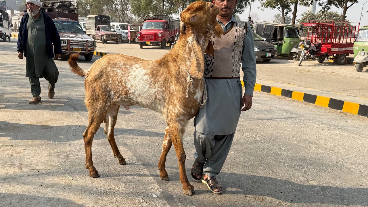 Wednesday Update Lahore Mandi Makhi Chena Bakre Desi Chatre Mazhar Biba Official 