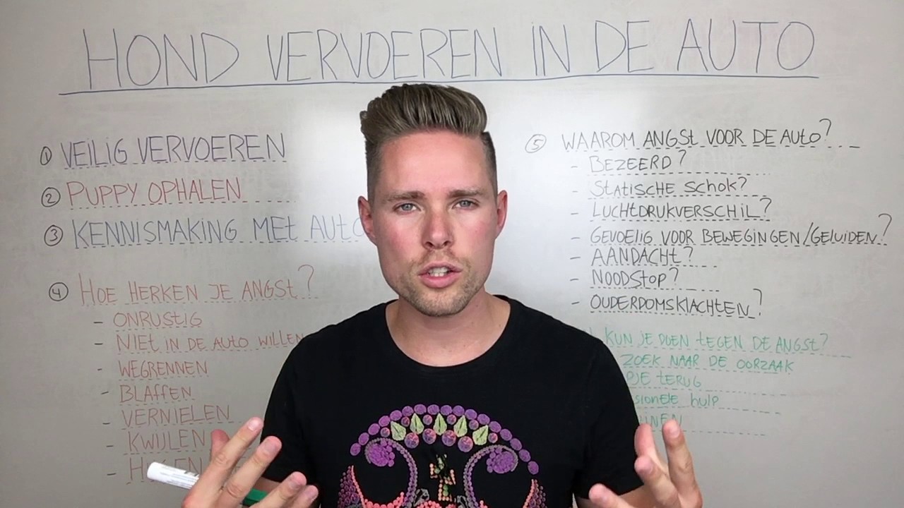 Hond of puppy vervoeren in de auto: tips van Hondenexpert Anita Jansen