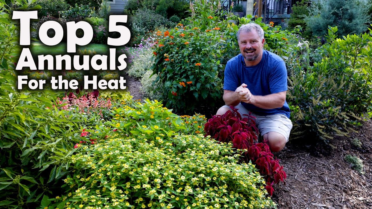 Top 5 Flowering Annuals for the Heat🔥🌻