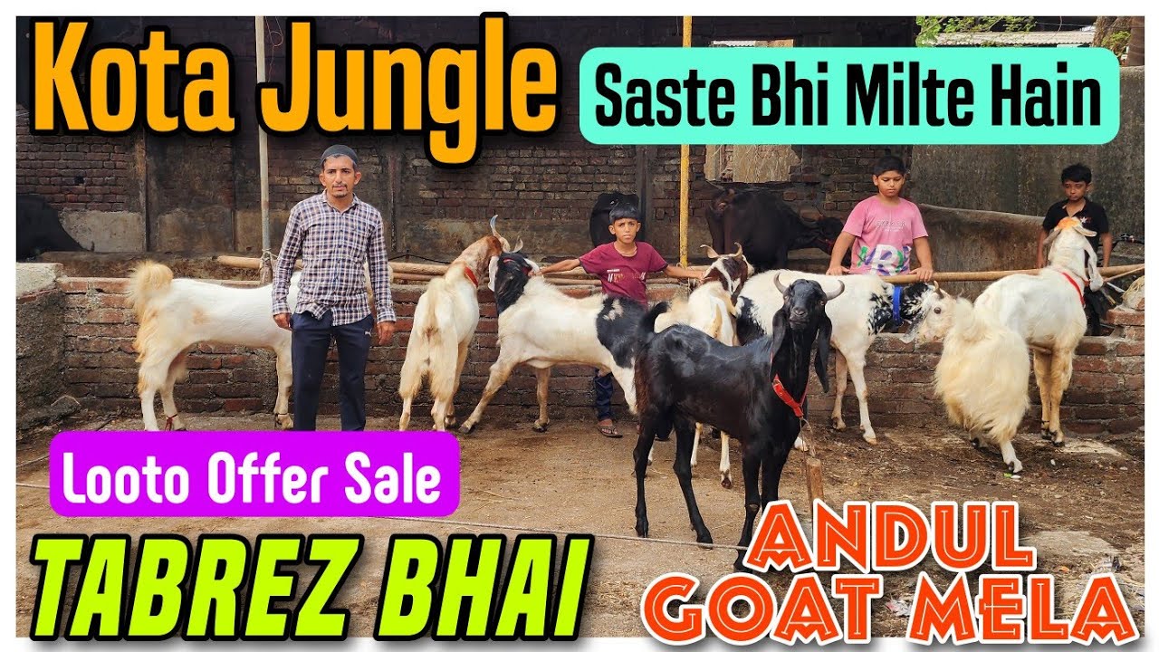 Kota Jungle Andul Goat At TABREZ BHAI | Kota Bakra Mandi Lagi Hai Bhiwandi Mein |@Rizwankranti