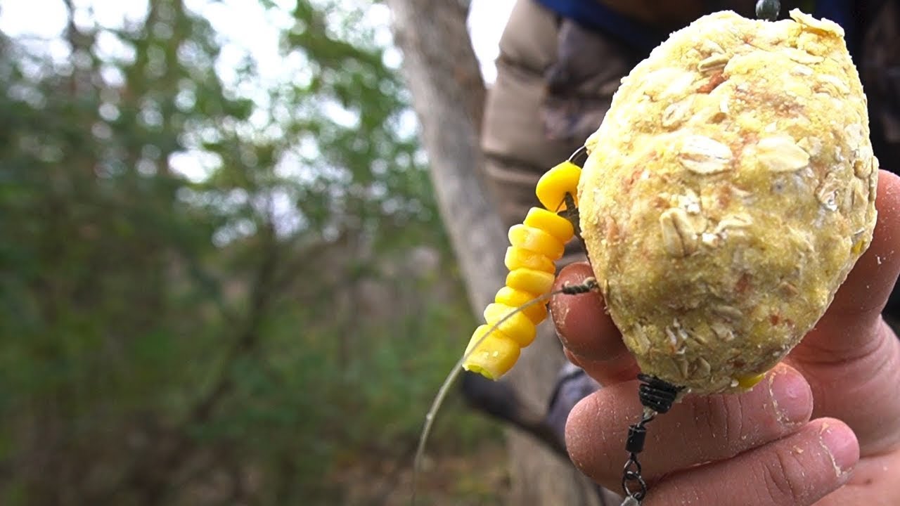 COMO!! pescar carpas en rio con MASA, naturaleza, peces - la mejor masa para pescar CARPA..