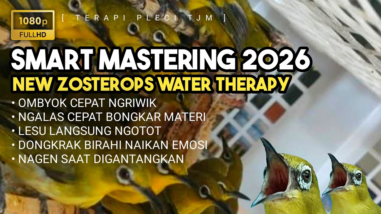 🔴 LIVE Smart Mastering, ZOSTEROPS WATER THERAPY, Terapi Pleci 2026 + Pleci Betina