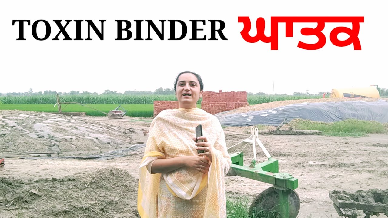 use of toxin binder for cows and buffalo