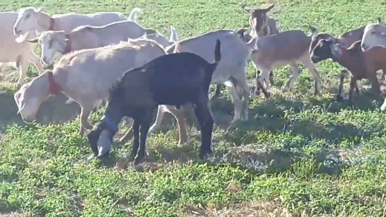 ȘEIC ESTE LA DATORIE!!MICROFERMA DORU ARE ȚAP!!1🐐🐐💪💪