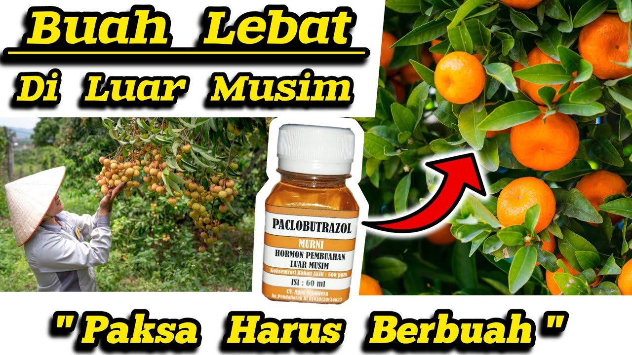 ✅ ZPT / Hormon Perangsang Buah‼️Buah Lebat Di Luar Musim 🥥 Cuma Modal ZPT harga Rp. 12.000 Rupiah 😎