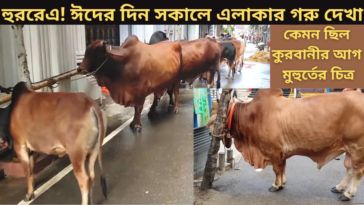 কুরবানির ঈদের দিন সকালে এলাকার গরু দেখা। কেমন ছিল ঈদের দিন সকালের  চিত্র। Kurbanir eid er din sokal
