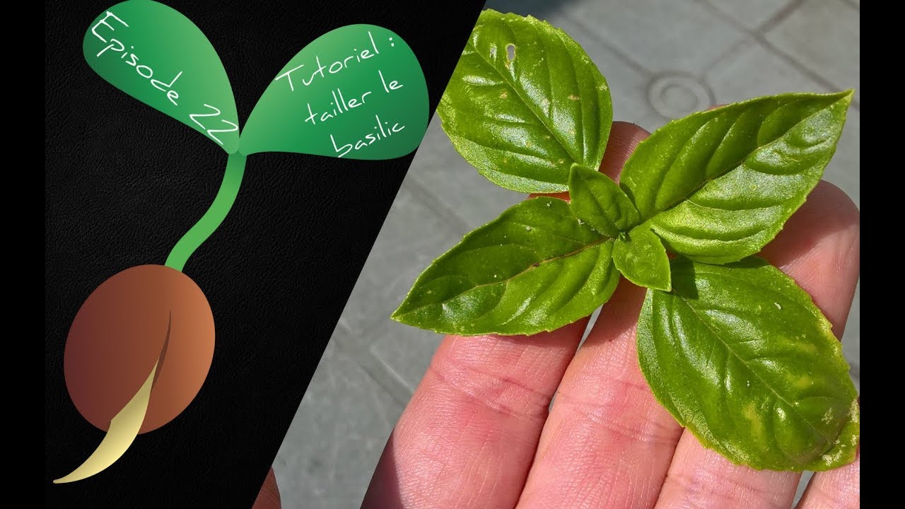 🌿Episode 22 : Tutoriel : tailler le basilic🌿