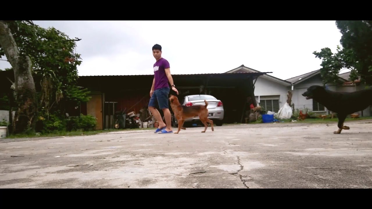 My Dog (Spending Time with My Dogs)