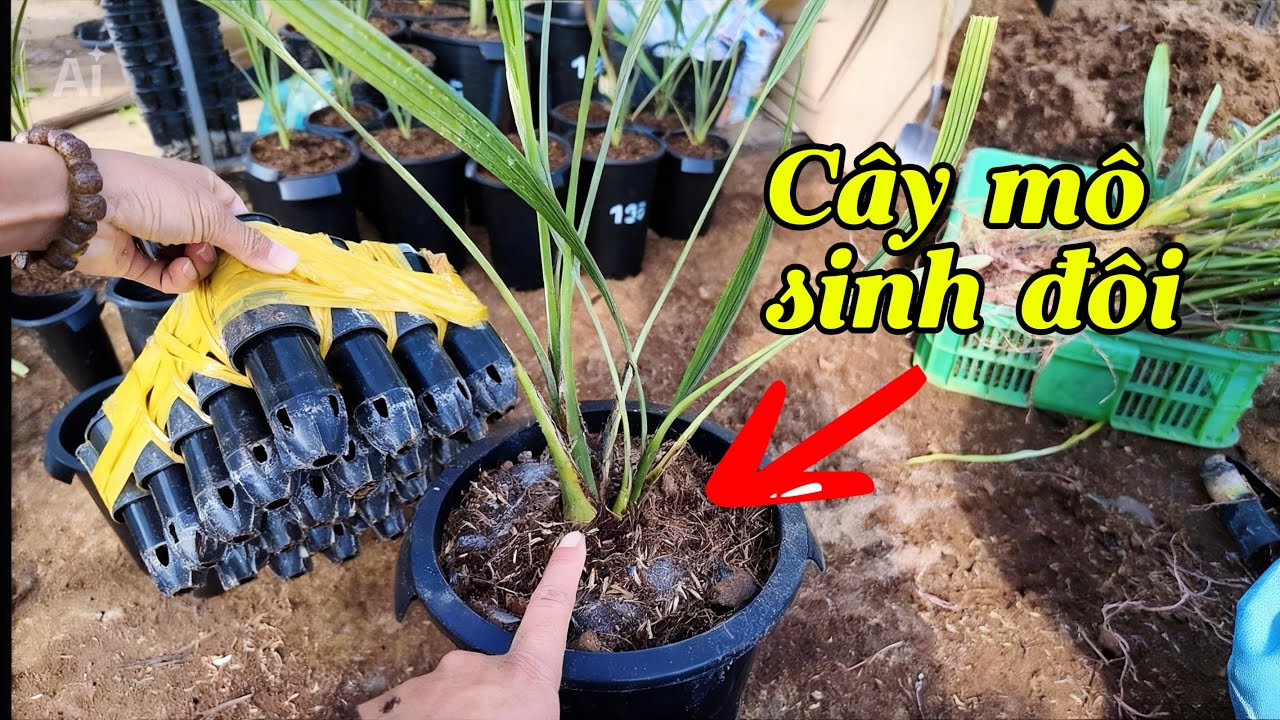 PHÁT HIỆN CÂY CHÀ LÀ SINH ĐÔI | 0919.961.477