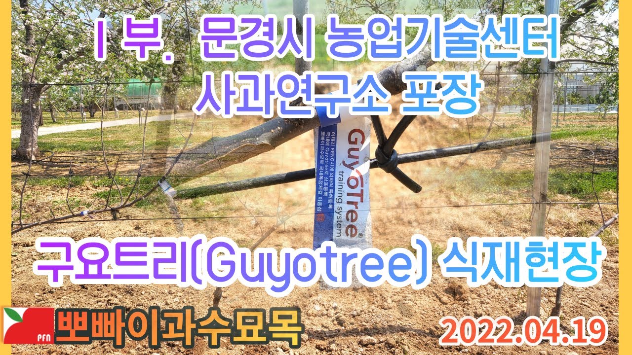 [ 1부 ] 문경시농업기술센터 사과연구소 구요트리 식재현장 2022.04.19  [뽀빠이과수묘목]