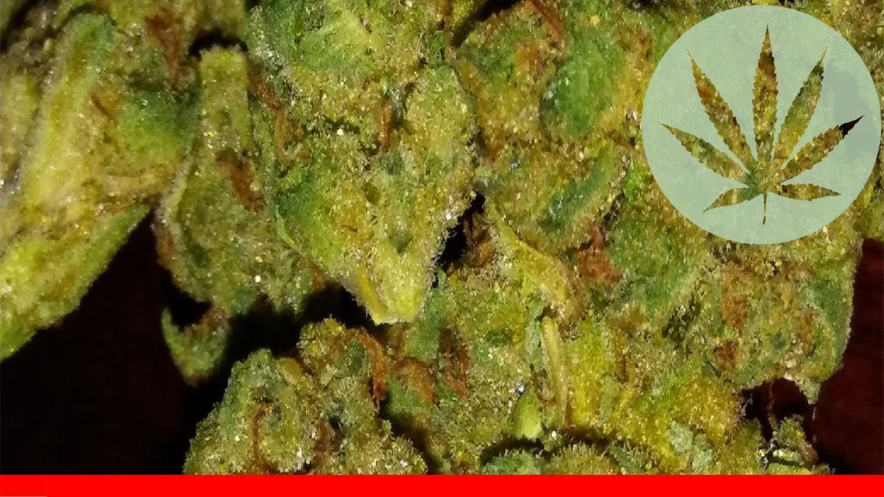 Pre-98 Bubba Kush - All About This Strain