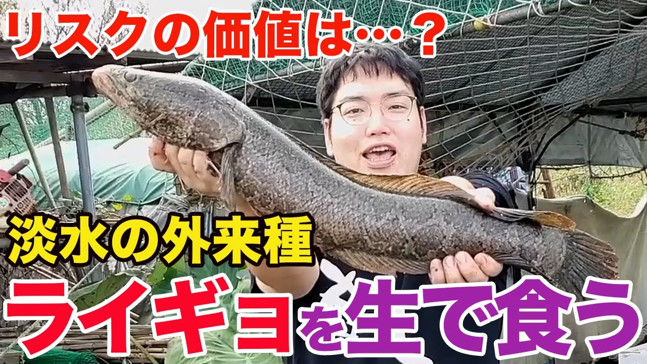 リスクの価値は？淡水の外来種「ライギョ」を生で刺身でいく！