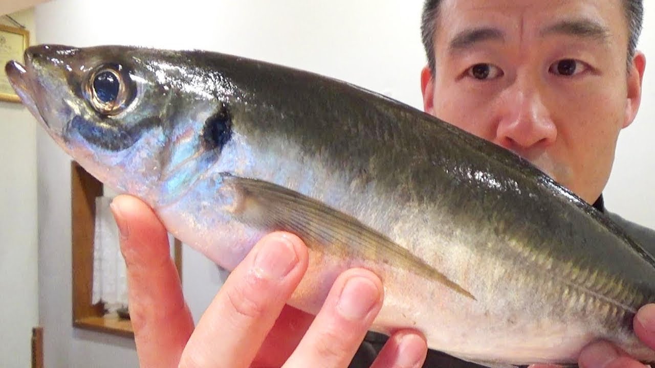 생선기름 장난 아닌 전갱이 먹어보자 Horse Mackerel Sashimi | How to fillet Horse Mackerel