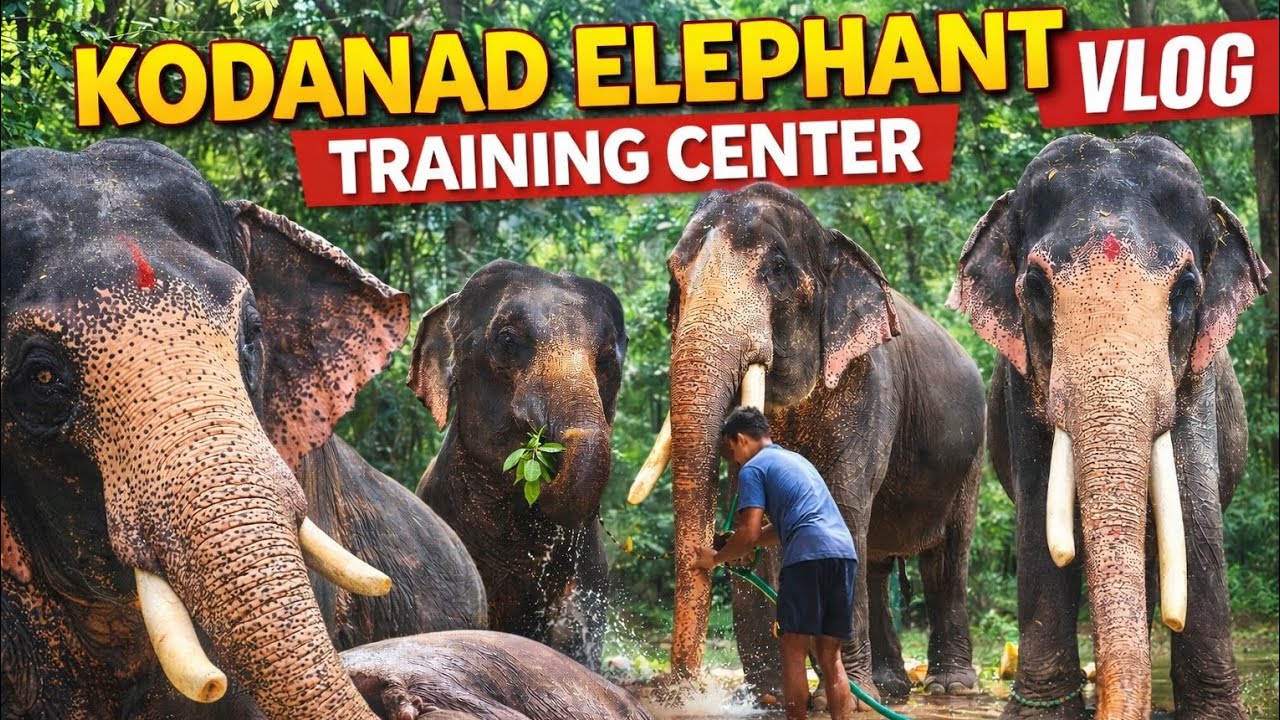 ആനകളുടെ സ്വന്തം നാട് 🐘 | Kodanad Elephant Training Center | Malayalam Vlog 