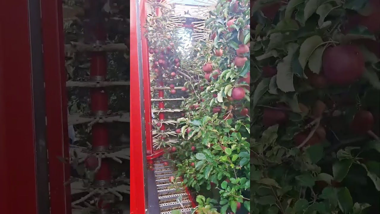 Modern Apple Harvesting in Orchards &ndash; Amazing Machine!