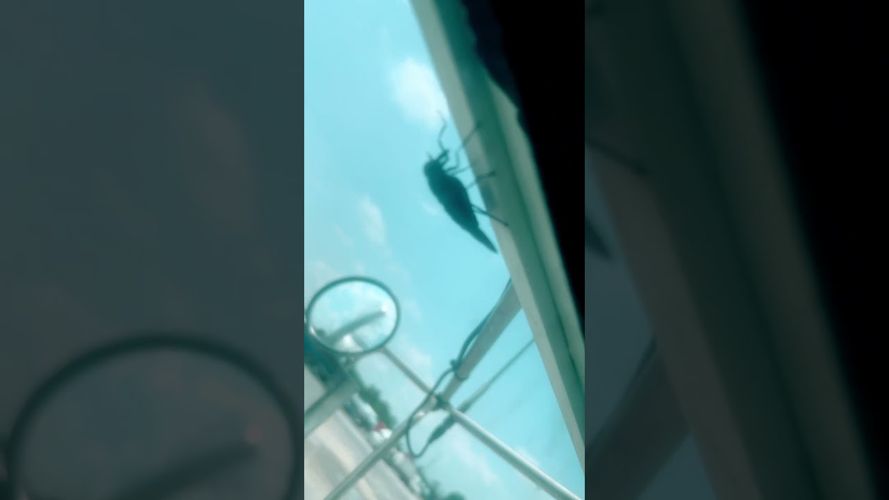 Look at the size of this Houston Tex horse fly I guess everything is bigger in Texas 😂😂