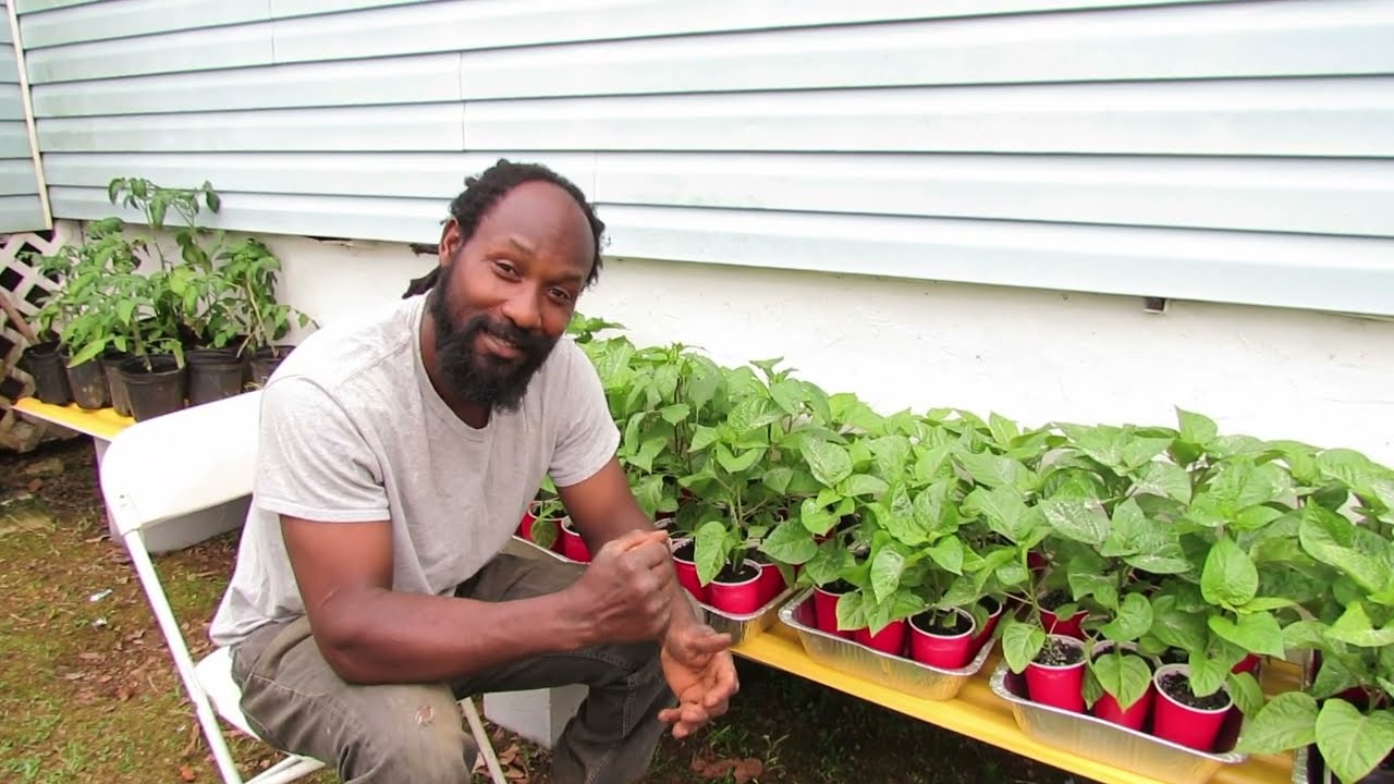 Scotch Bonnet Update: Hardening off the pepper plants to prepare for planting!