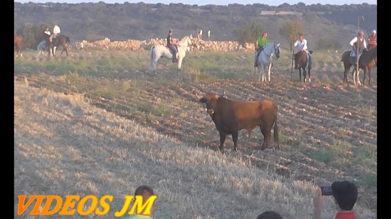 BRIHUEGA..TRADICIONAL ENCIERRO POR EL CAMPO 2023