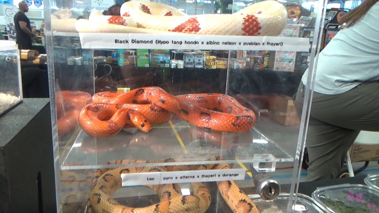 Long Island Reptile Expo 2022