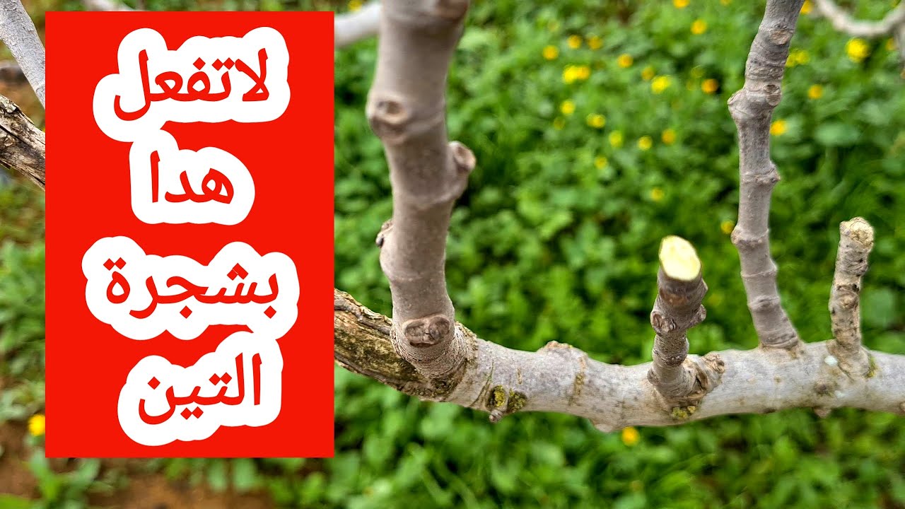 طريقة تقليم شجرة التين واخطاء قاتلة لشجرة التين لاتفعلها