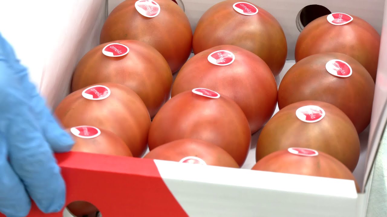 Cultivo del tomate amela en Carchuna, Granada