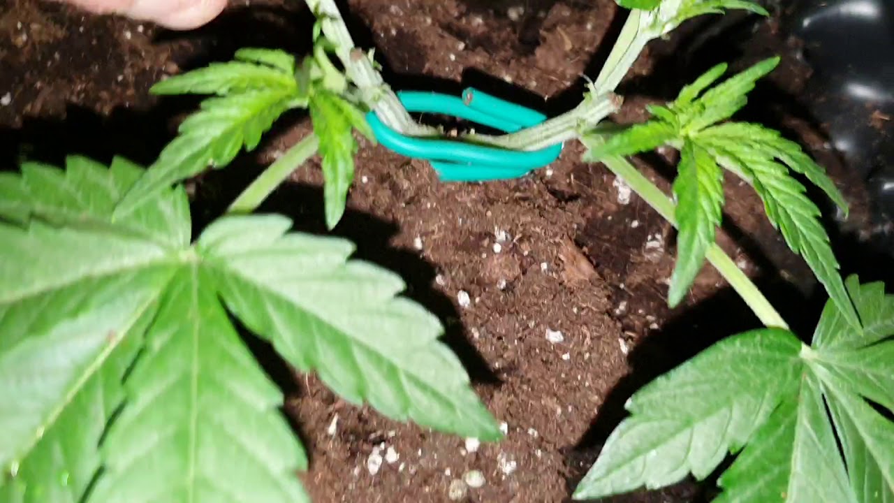Royal Creamatic - Day 26