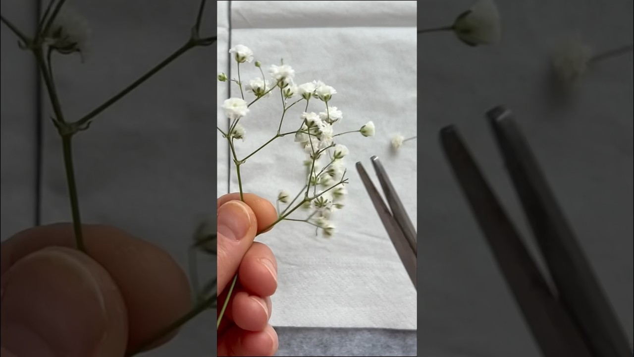 Microwave pressed flowers #crafts #jewelry #diy #driedflowers #preservedflowers #tutorial
