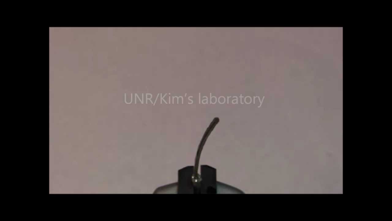 A rod-shaped IPMC in action