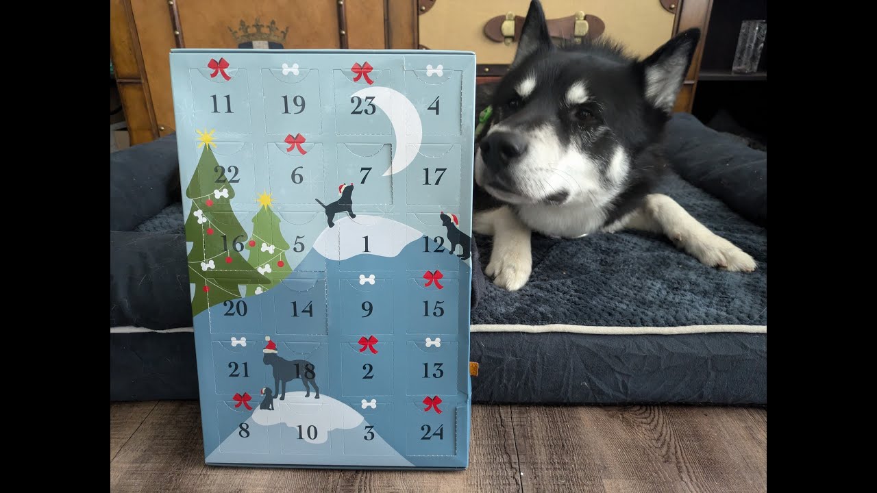 Dox Adventskalender für Hunde 💙 | Adventskalender Test | 🐺 Husky Goraidh 🐾