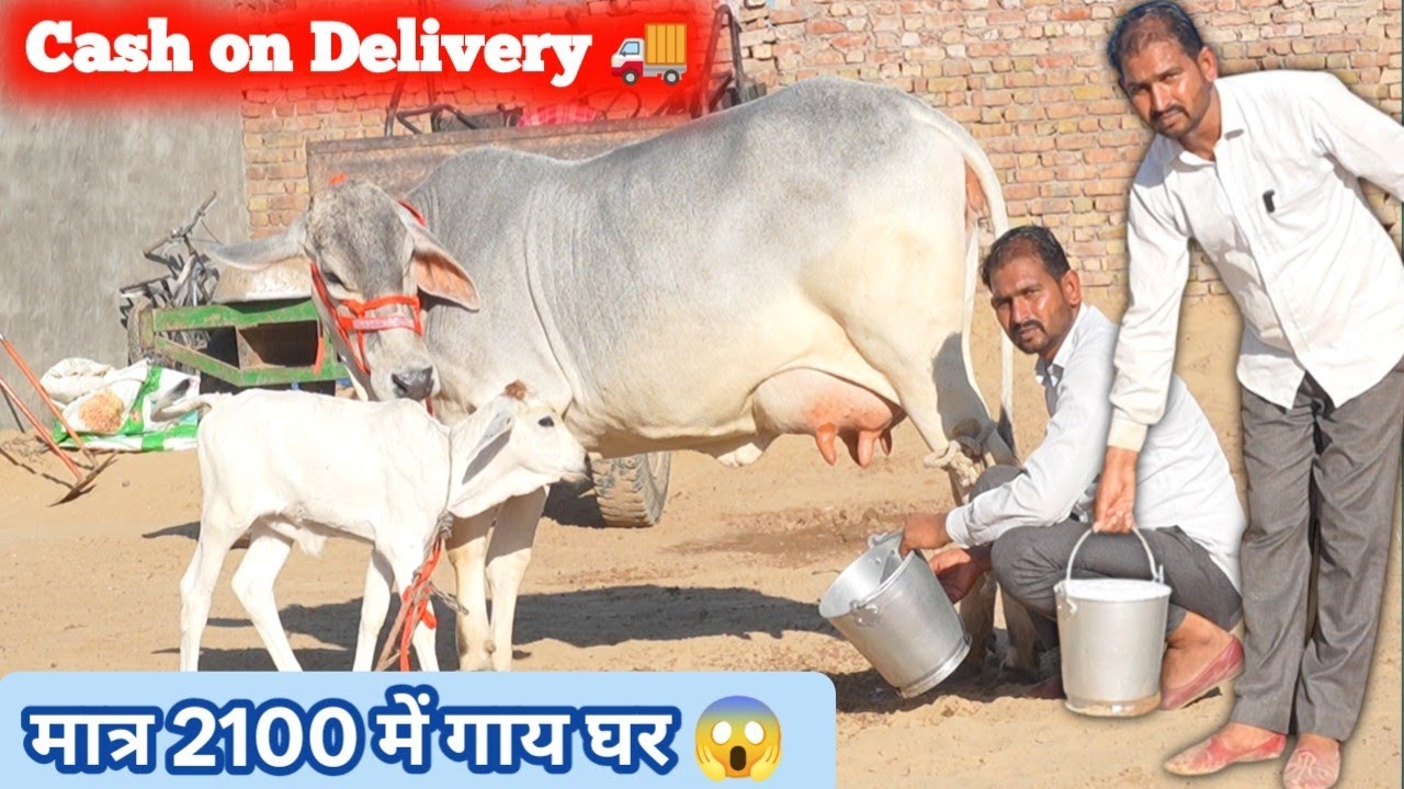 2100₹ देकर गाय घर मंगवाओ 🤗 पैसे गाय घर आने पर देना 👉🏾 Cash on Delivery 🚚 Tharparkar Cow For Sale 