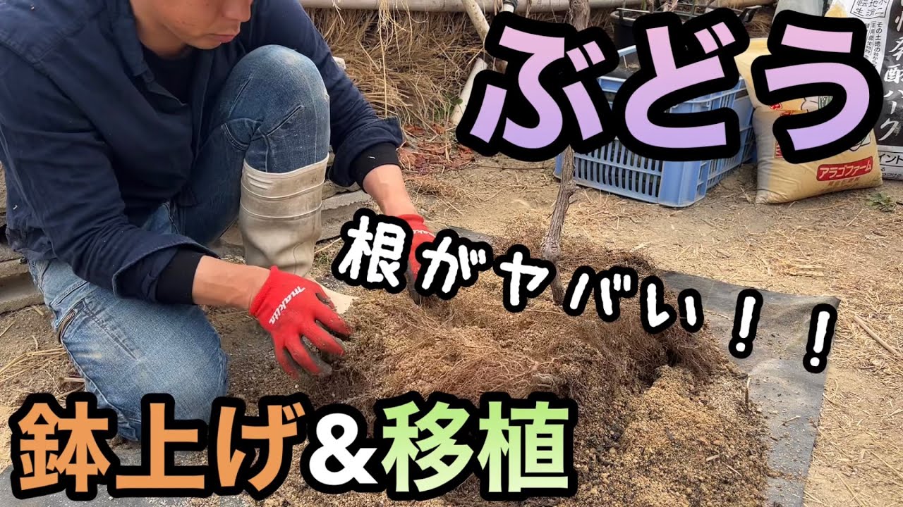 ぶどうの鉢上げ&移植〜根域制限栽培の根がこんなことに！？〜