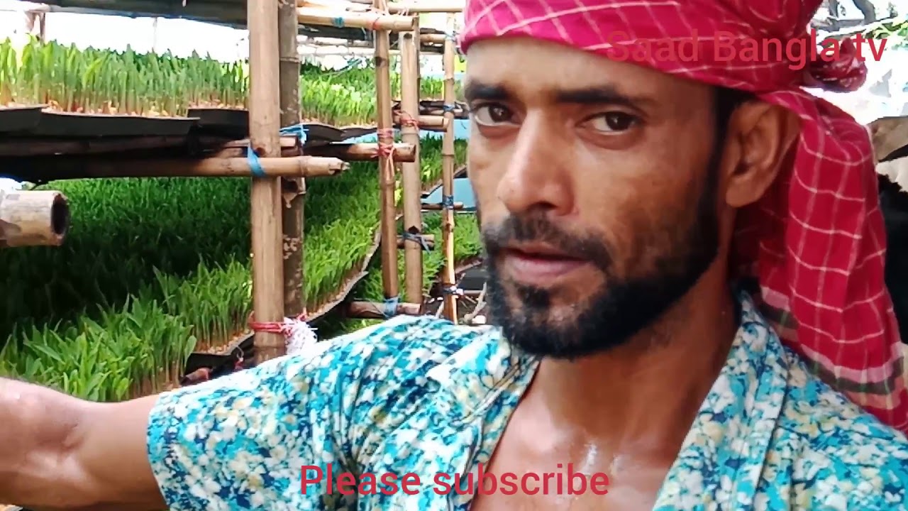 মাটি ছাড়া কিভাবে হাইড্রোপনিক পদ্ধতিতে ঘাস তৈরি করা যায় প্রস্তুত প্রণালী দেখুন