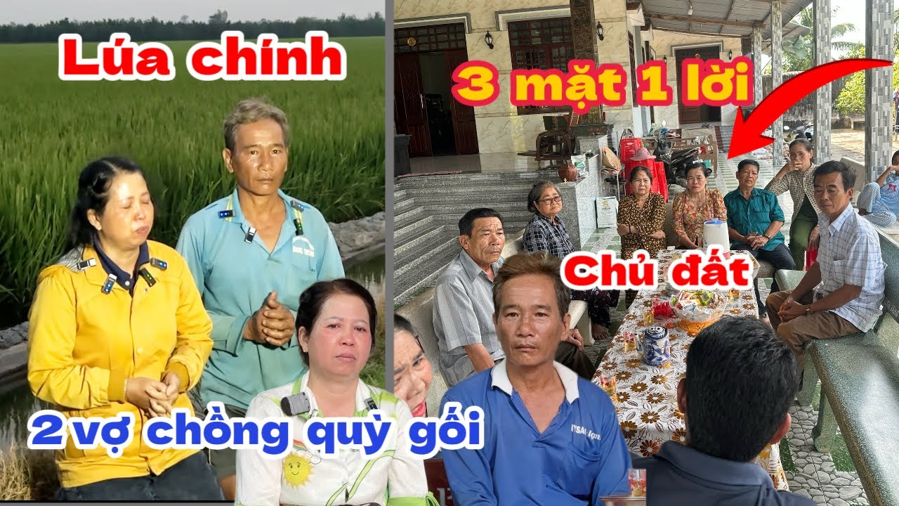 Hai vợ chồng xuống gối trong đêm mong chủ đất cho máy đi vào gặt lúa 