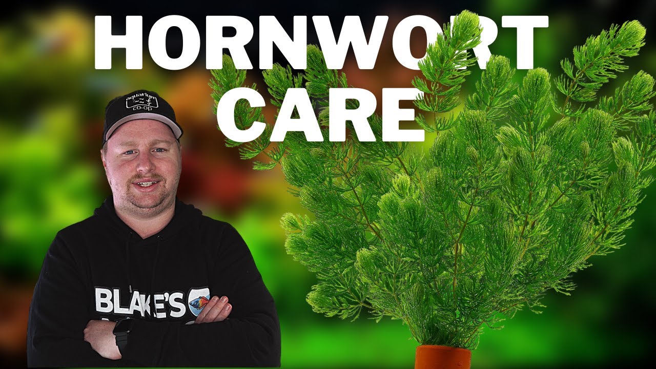 Great Plant for Cichlid Tanks! - How to Care for and Grow Hornwort