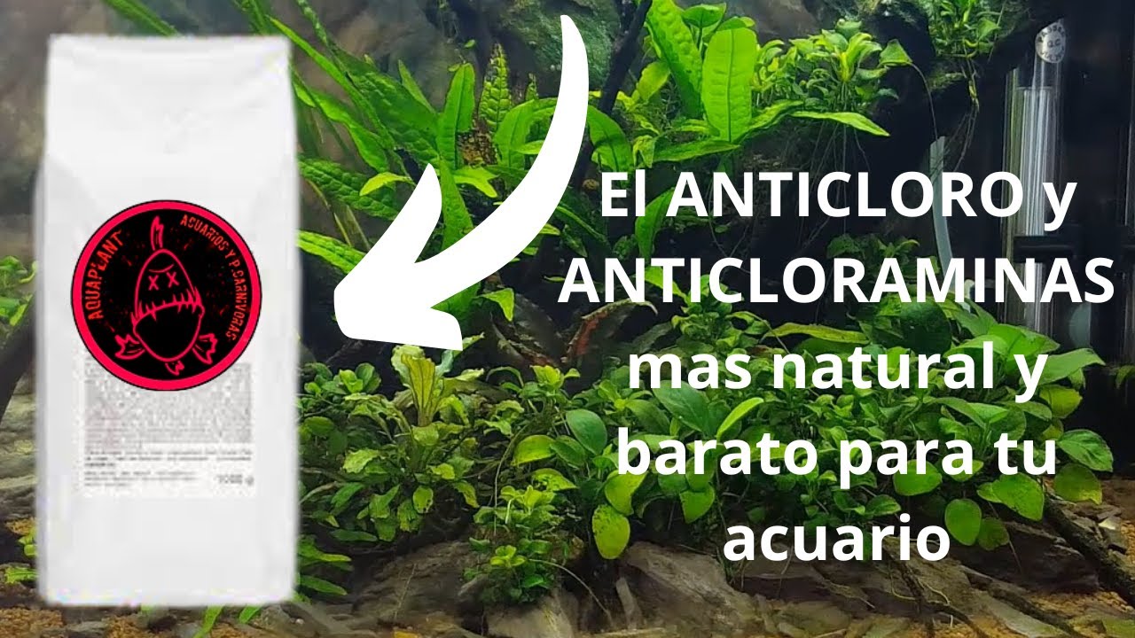 El ANTICLORO Y ANTICLORAMINAS mas natural y barato para tu acuario.