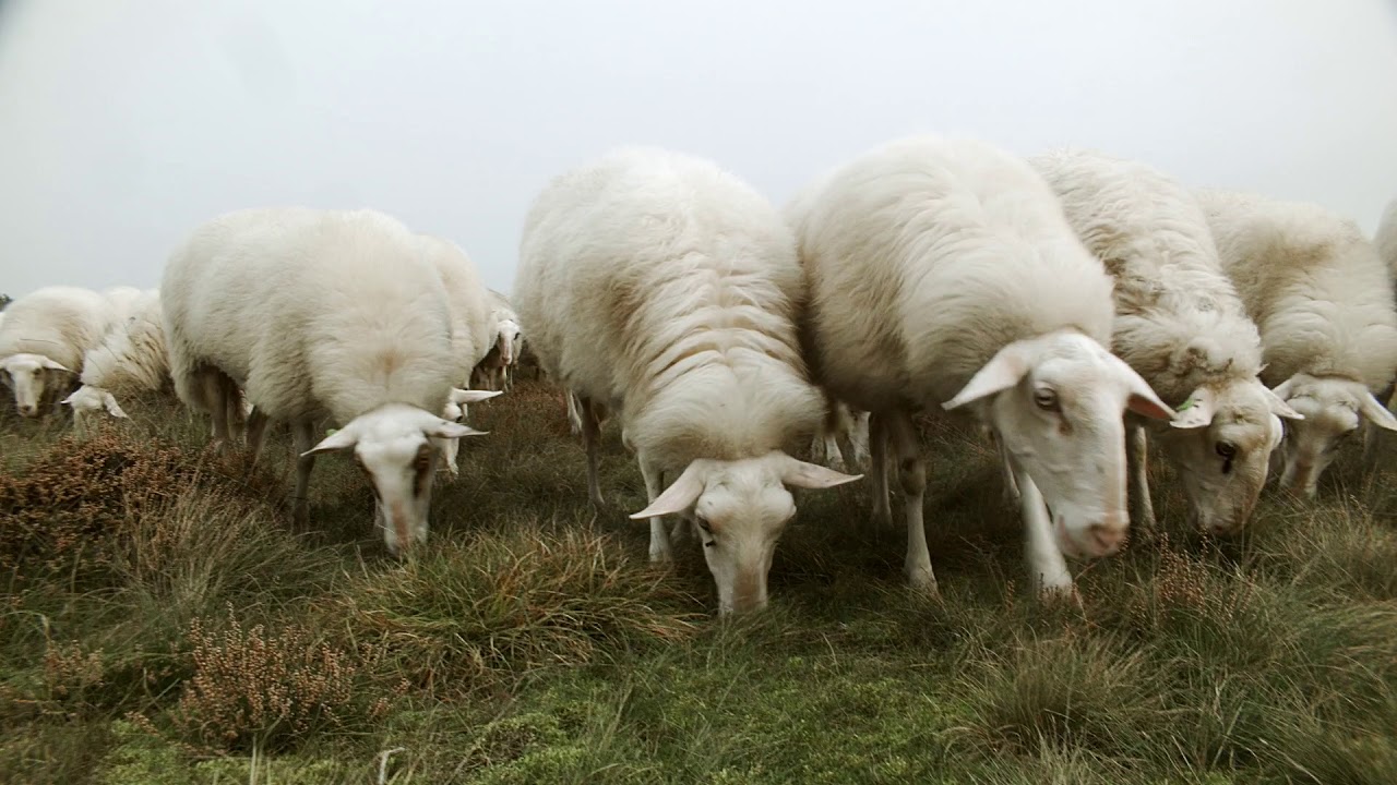 sheeps and dogs, BMPCC with Kern Paillard