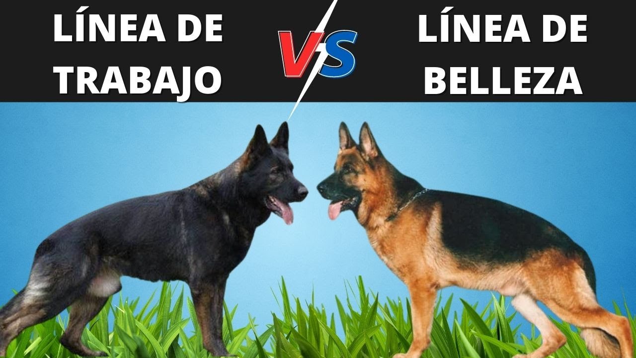 PASTOR ALEMÁN LINEA DE TRABAJO VS LINEA DE BELLEZA