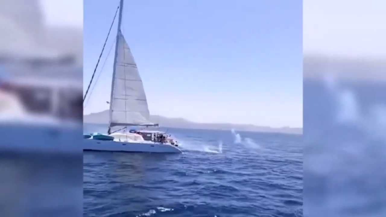 Unfassbar - Segler treffen auf Orcas – und eröffnen das Feuer