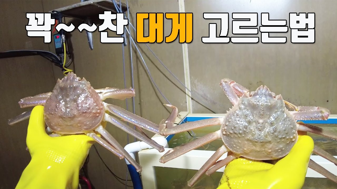 대게 먹기전 무조건 이영상 보세요~ 선주가 직접알려주는 맛있는 대게 고르는법