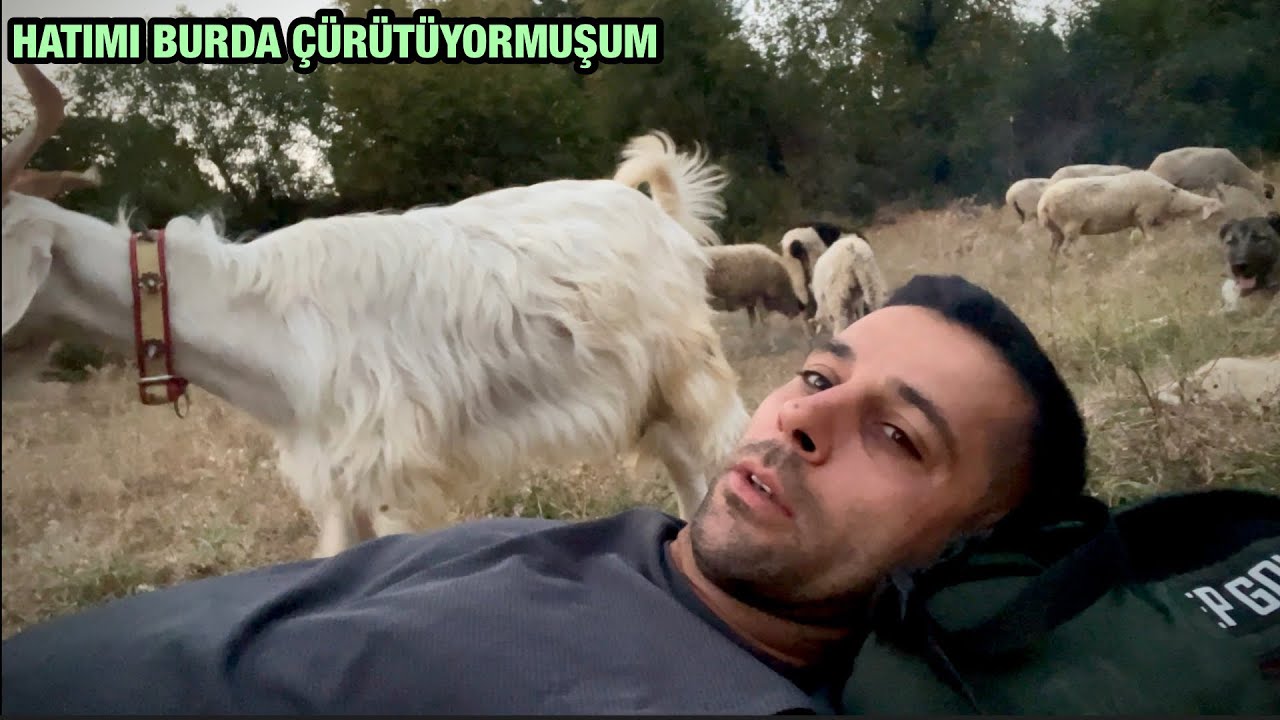 HAYATIMI DAĞ BAŞINDA KEDİ KOYUN KÖPEKLE YOK EDİYORMUŞUM HİSSi😂🤦🏽‍♂️